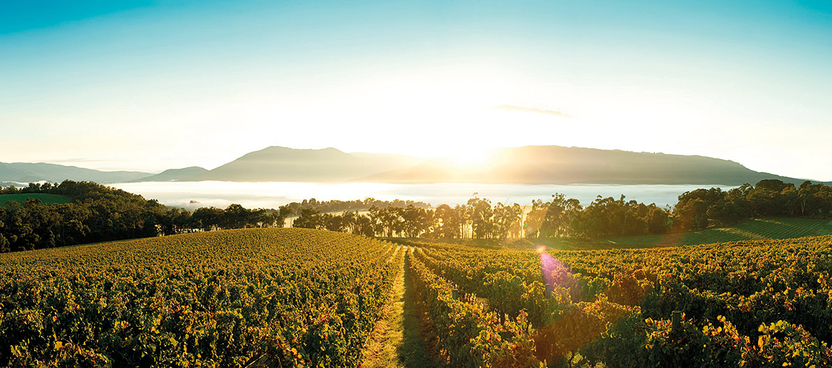 Yarra Valley Vistas