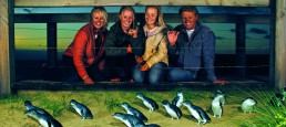 6633 Penguin parade cd x 258x115