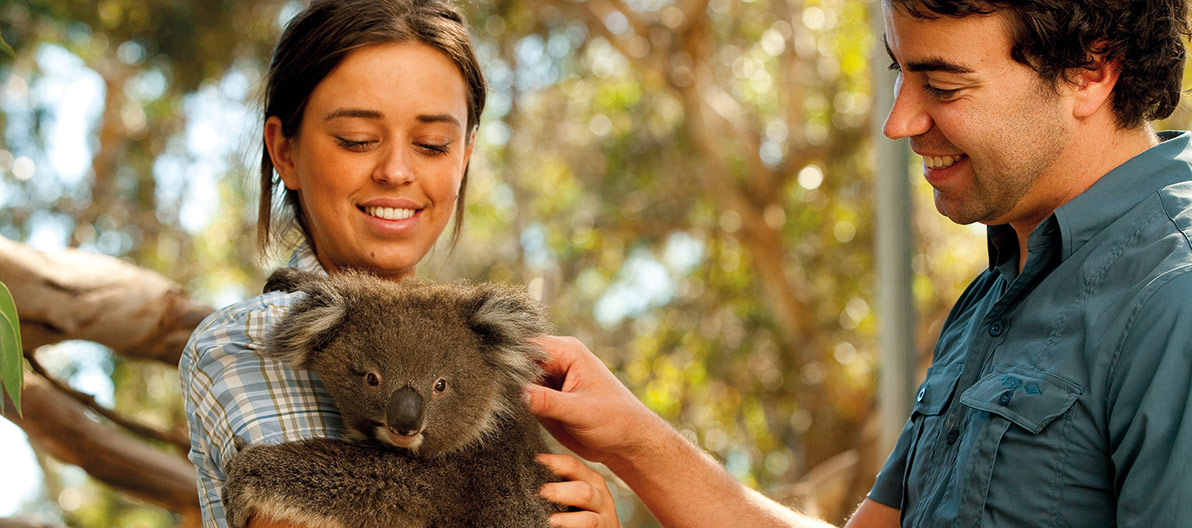 Koala at Halls Gap