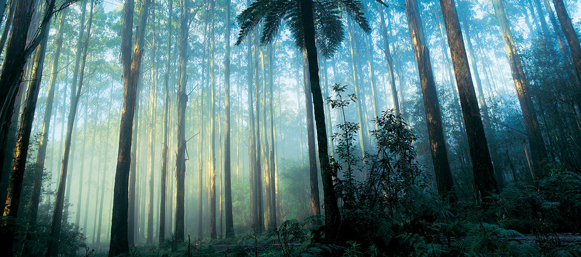Dandenong Forest