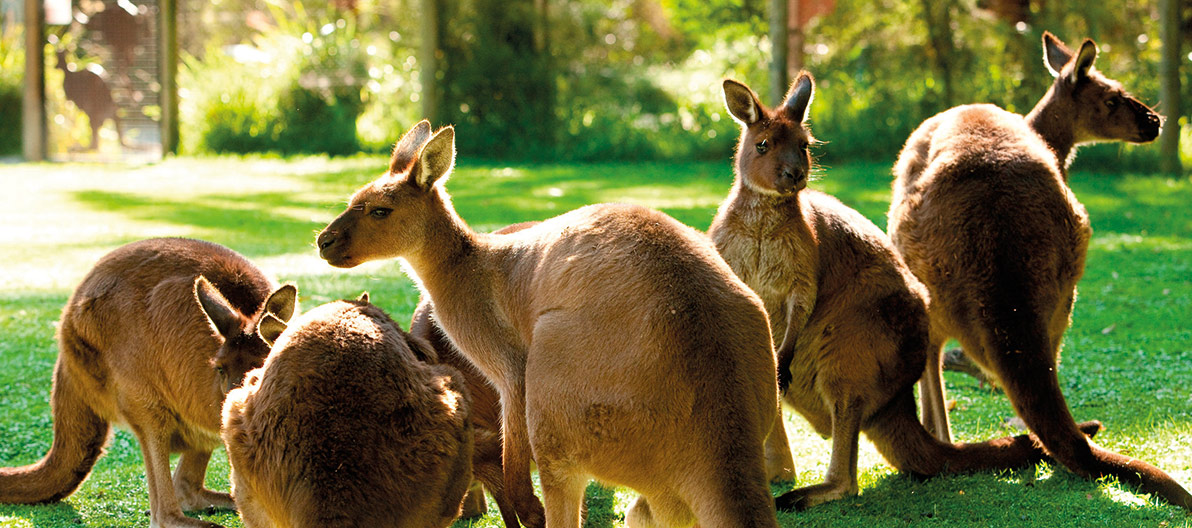Healesville Wildlife Sanctuary Kangaroos
