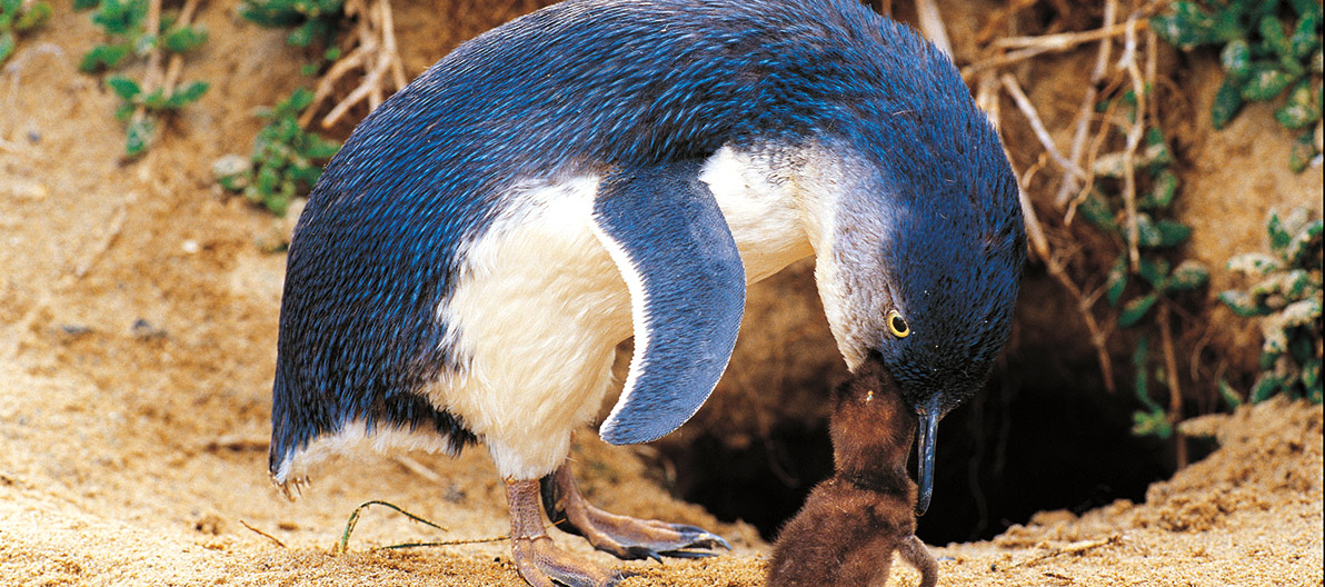 Penguin Family