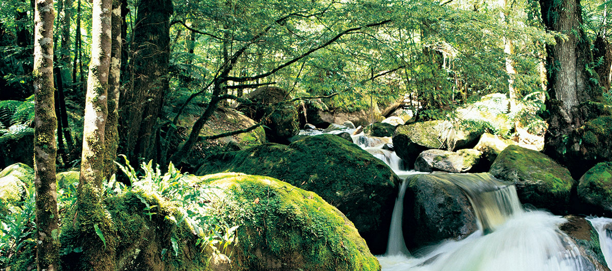 Yarra Ranges National Park