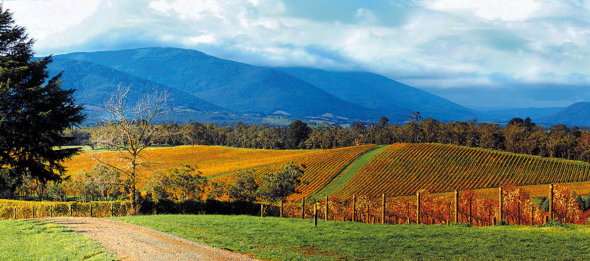 Yarra Valley Vines