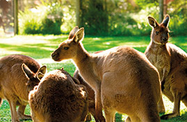 healesville wildlife sanctuary kangaroos 269x175