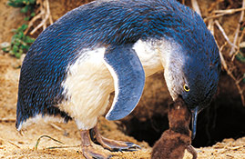 penguin family 269x175