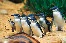 phillip island penguins 269x175