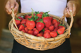 sunny ridge strawberry basket 269x175