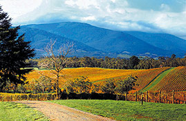 yarra valley scenery 269x175